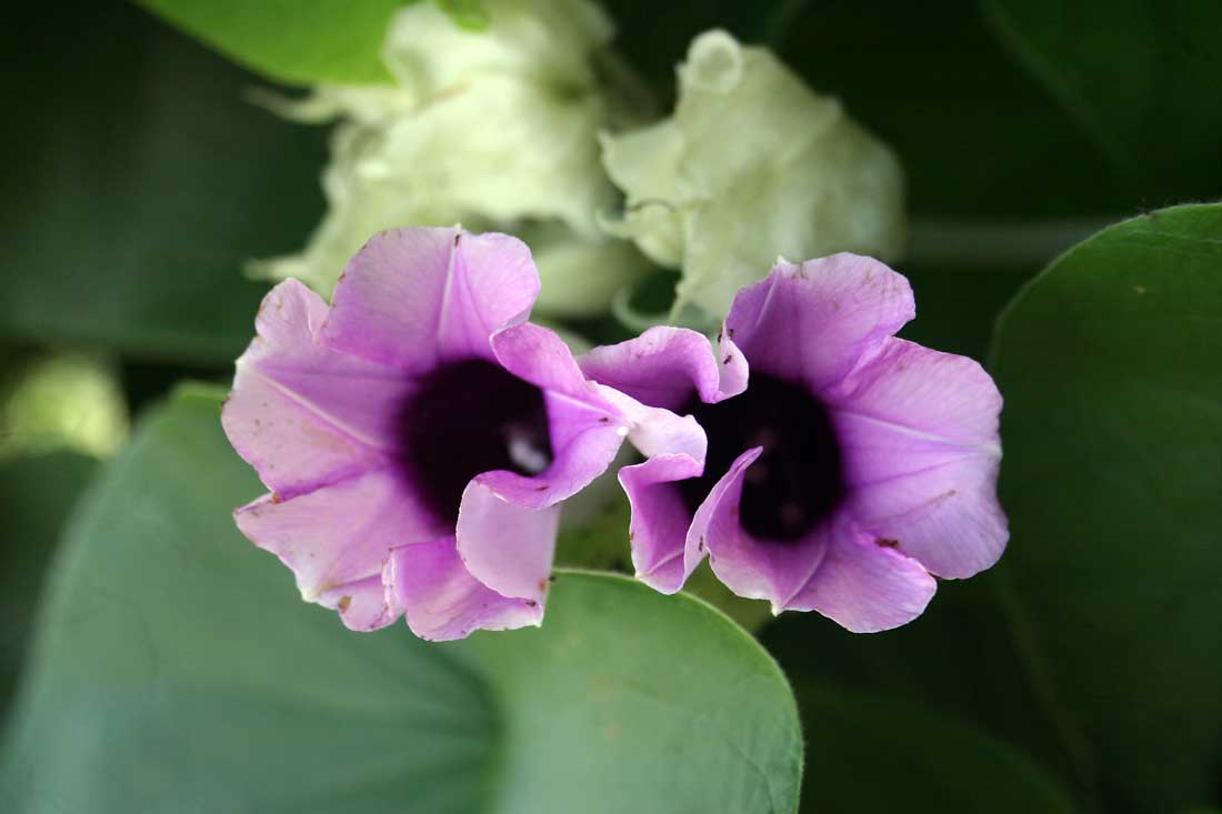 Ignite Smoke Shop Legal Herbs Inhale Hawaiian baby woodrose and more..