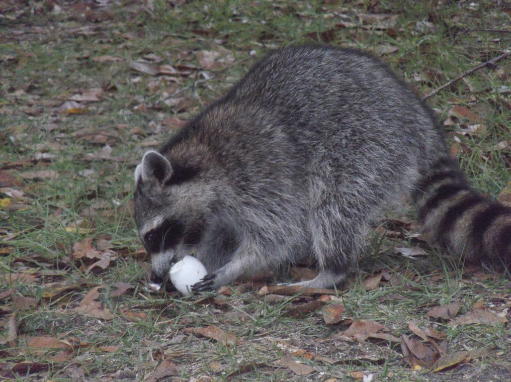 Happenings with Dom and Nan My Raccoon LOVE Eggs And a Fun Raccoon