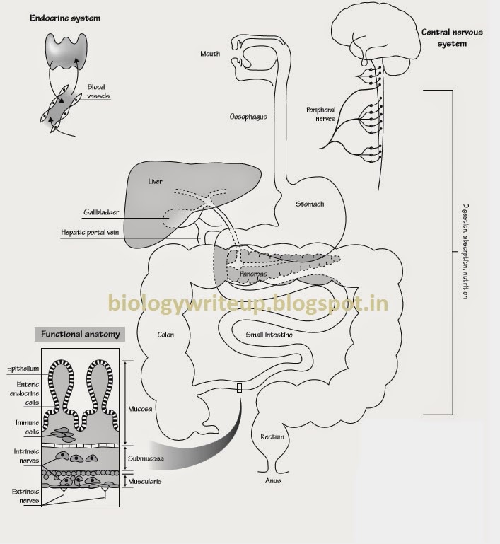 BIOLOGY WRITE-UP - BIOLOGY ARTICLES: OVERVIEW OF HUMAN DIGESTIVE SYSTEM