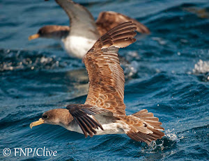 Cory's Shearwater