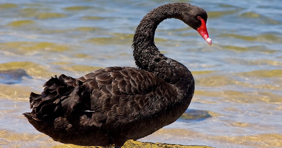Black Swan Passions For Life