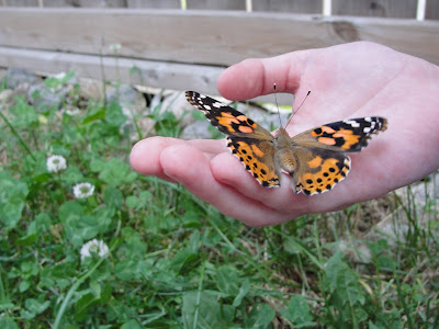 painted lady butterfly on child's hand
