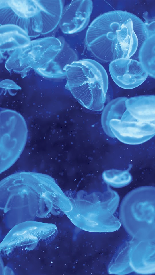 Blue Jellyfish Bioluminescence Android Wallpaper