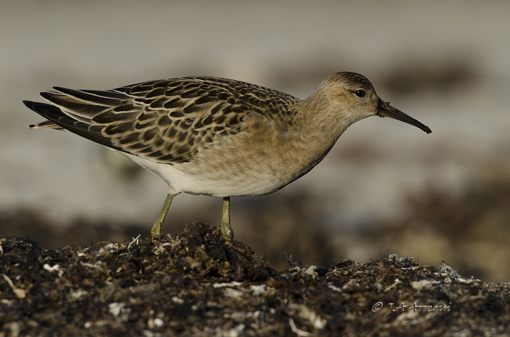 Combatiente, Philomachus pugnax, Ruff Combatiente, Philomachus pugnax, Ruff