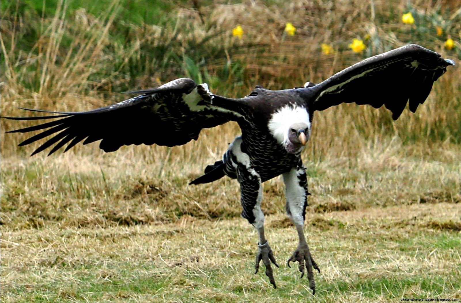 Turkey Vulture Turkey Vulture