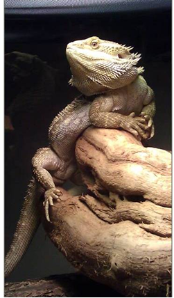 bearded-dragon-cuddles.jpg
