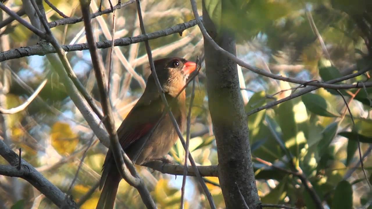 Bird In Everything Red Cardinal Baby Birds