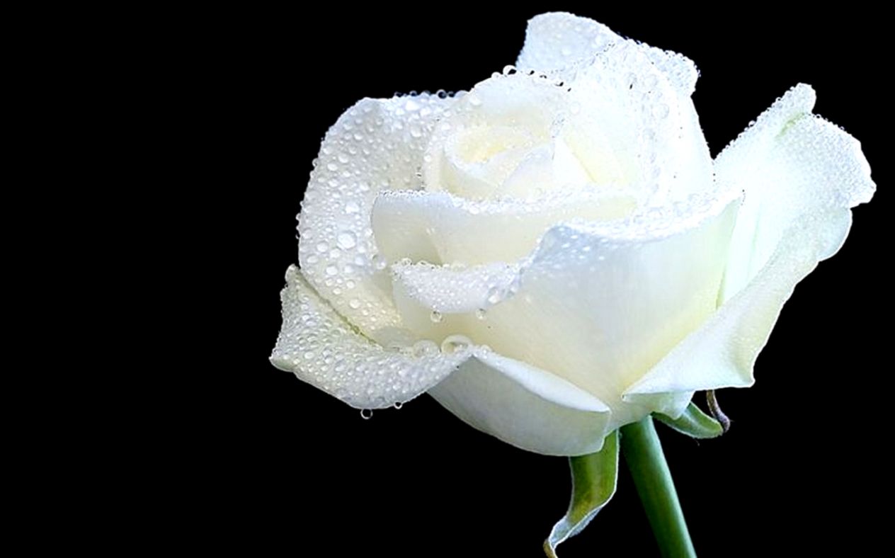 White Rose Flowers Wallpapers White Rose Flowers Wallpapers