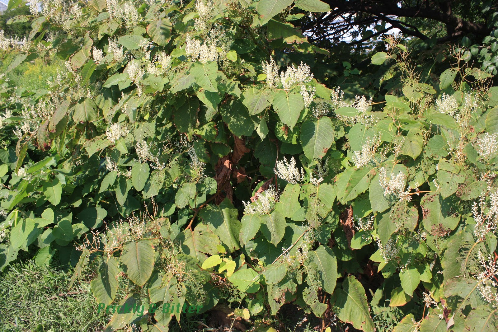 Prickly and Bitter Resveratrol the miracle drug from Japanese knotweed?