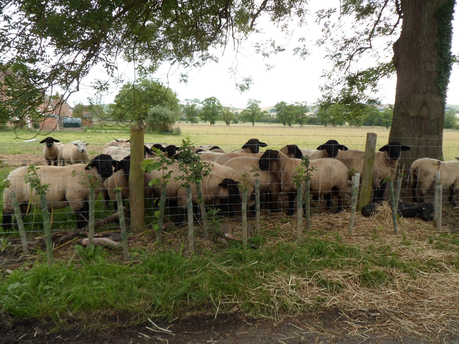 Some Local Sheep