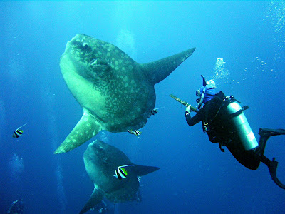 Animal Unique: Mola Mola