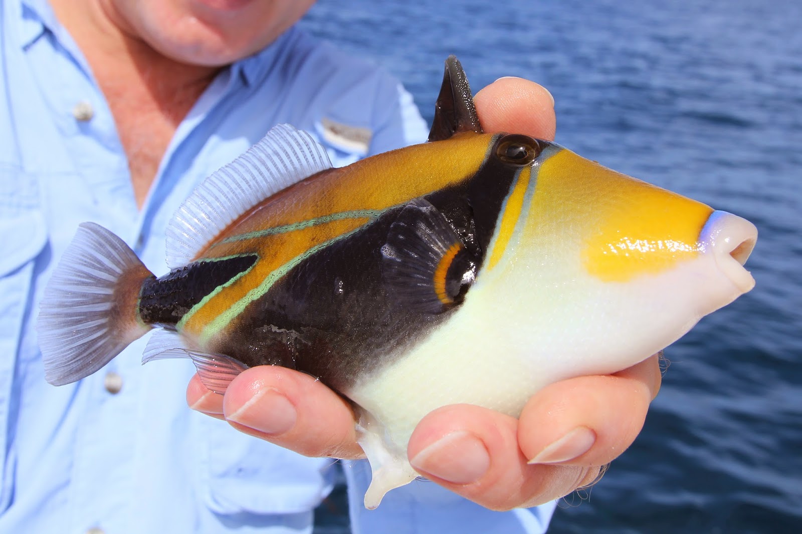 Sam Edmonds Fishing Blog Mauritius a quest for new species!