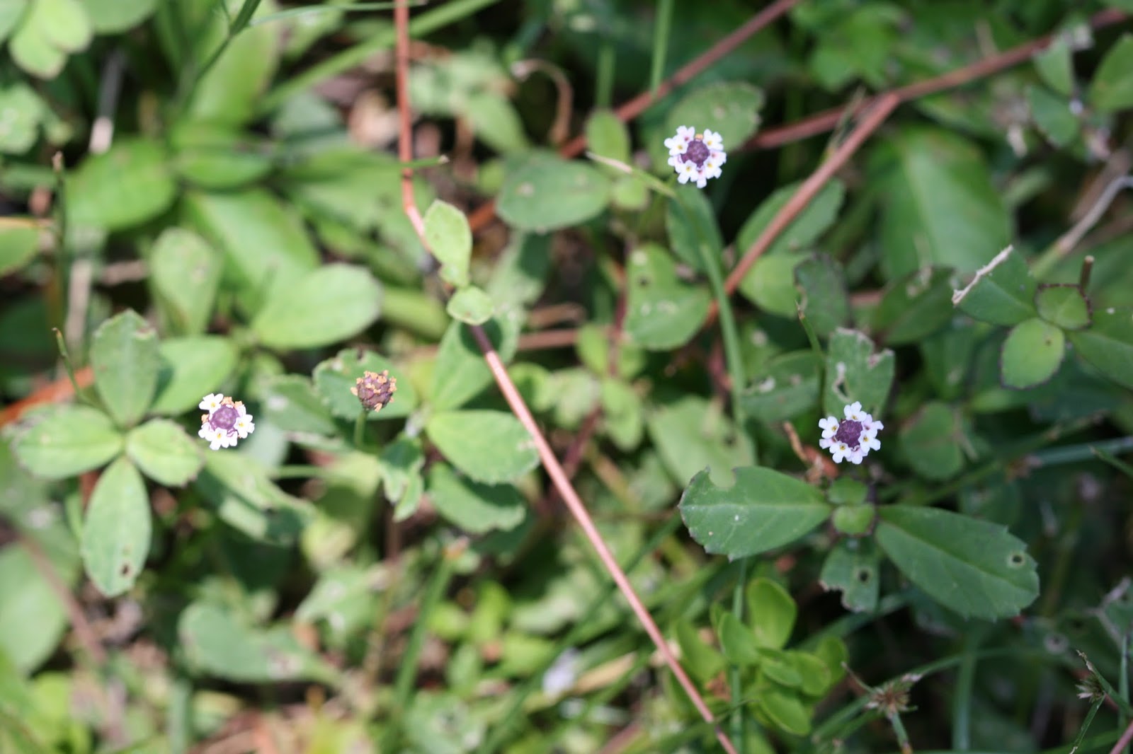 Native Florida Wildflowers Matchweed/Fog Fruit Phyla