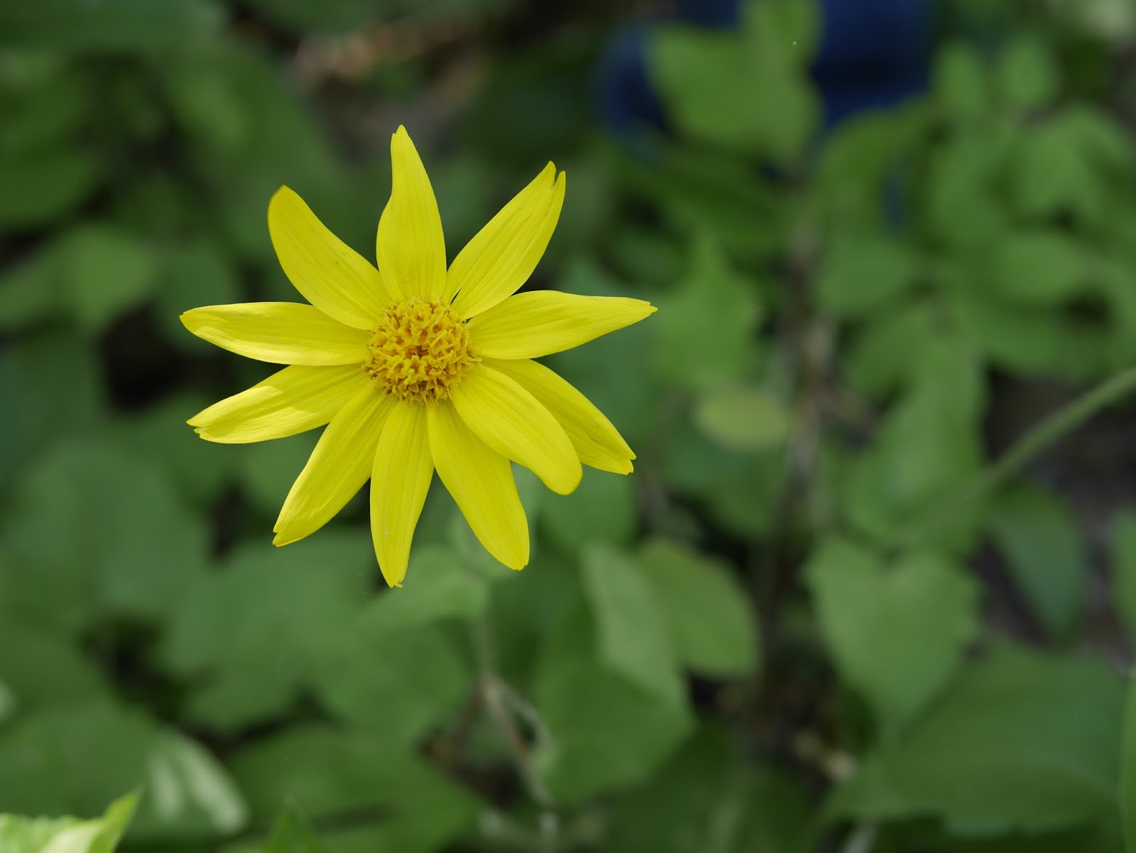 Wildflowers in Northern British Columbia Backwoods Mama