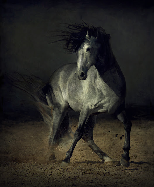 Grey Horse Images