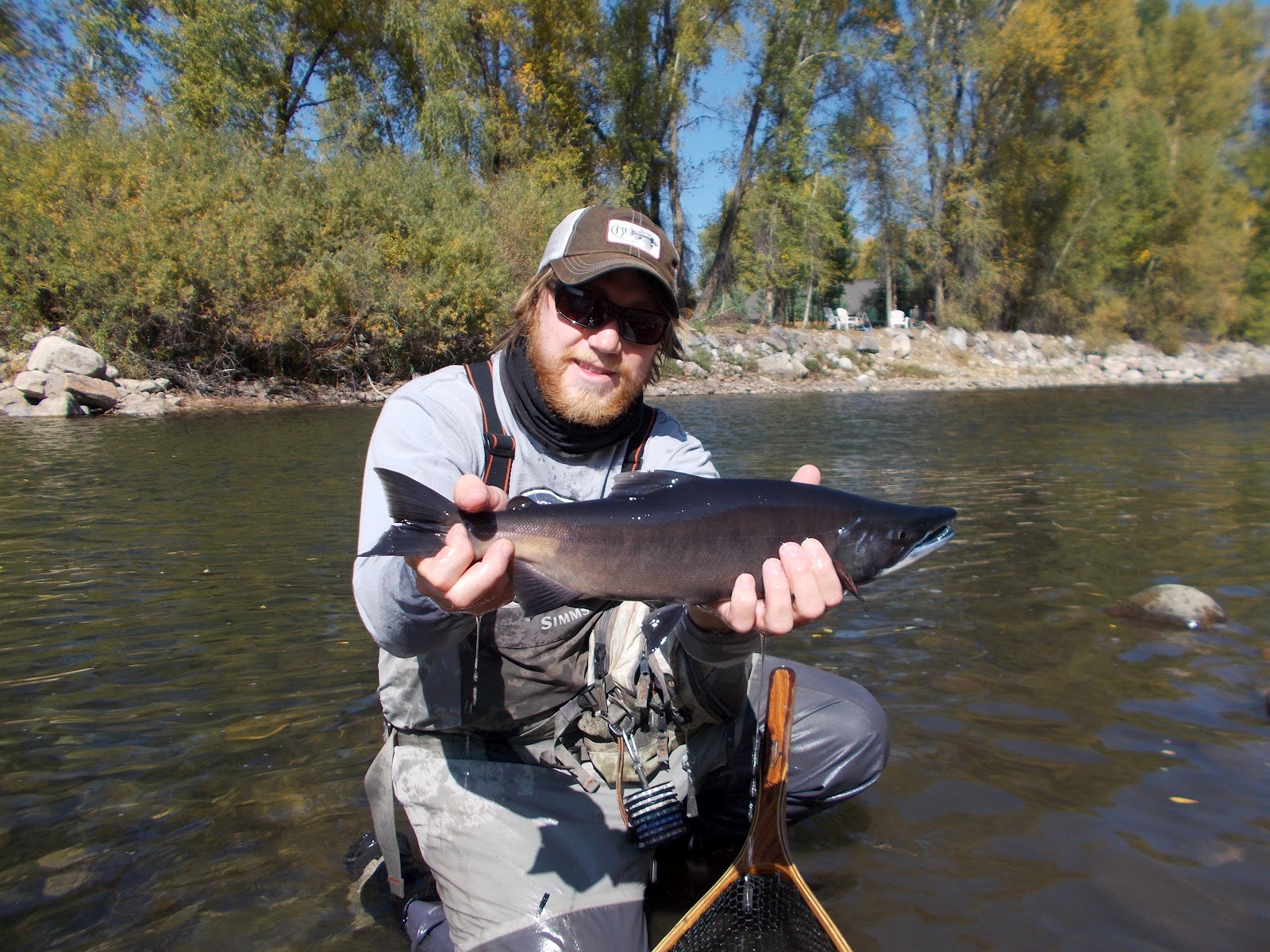 Addictive Angling Colorado Kokanee Salmon on the Move out West