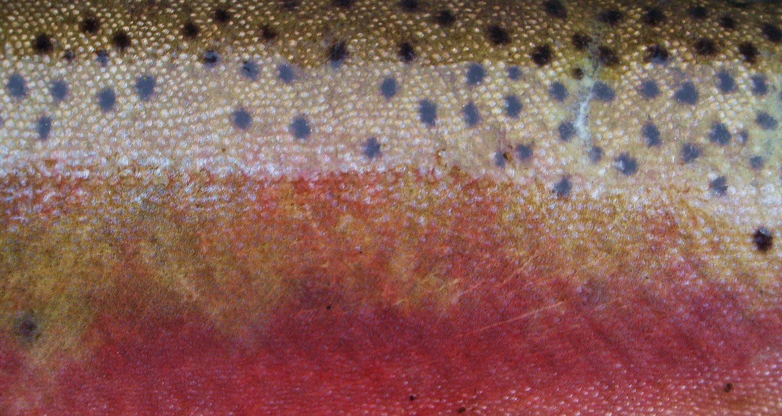 Bryanlikestofish Fish Skins first installment