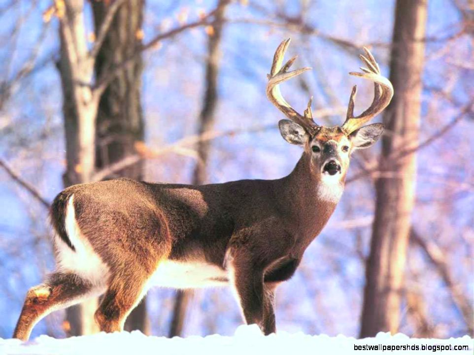 Free Whitetail Deer Wallpaper Free Whitetail Deer Wallpaper