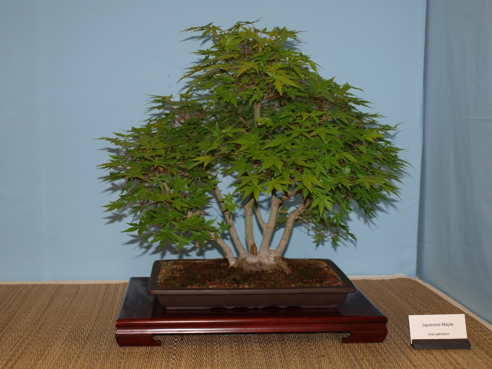 A Life Inspired by Nature Austin Bonsai Show