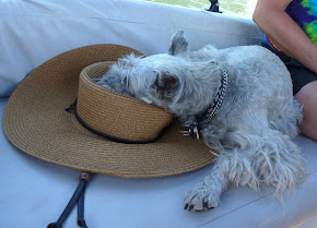 Ollie all worn out from a day of sailing