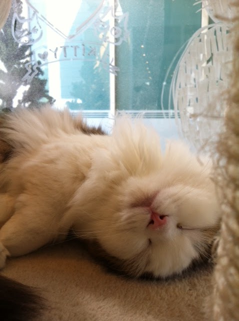 Bangkok Diary: A lot of cute cats!! "Cataholic Cafe" in Bangkok （バンコクにも