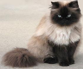 Healthy Pet Better Health Cats And Dogs Specifically Type Of Cats Himalayan Cat Persian Siamese Breeds