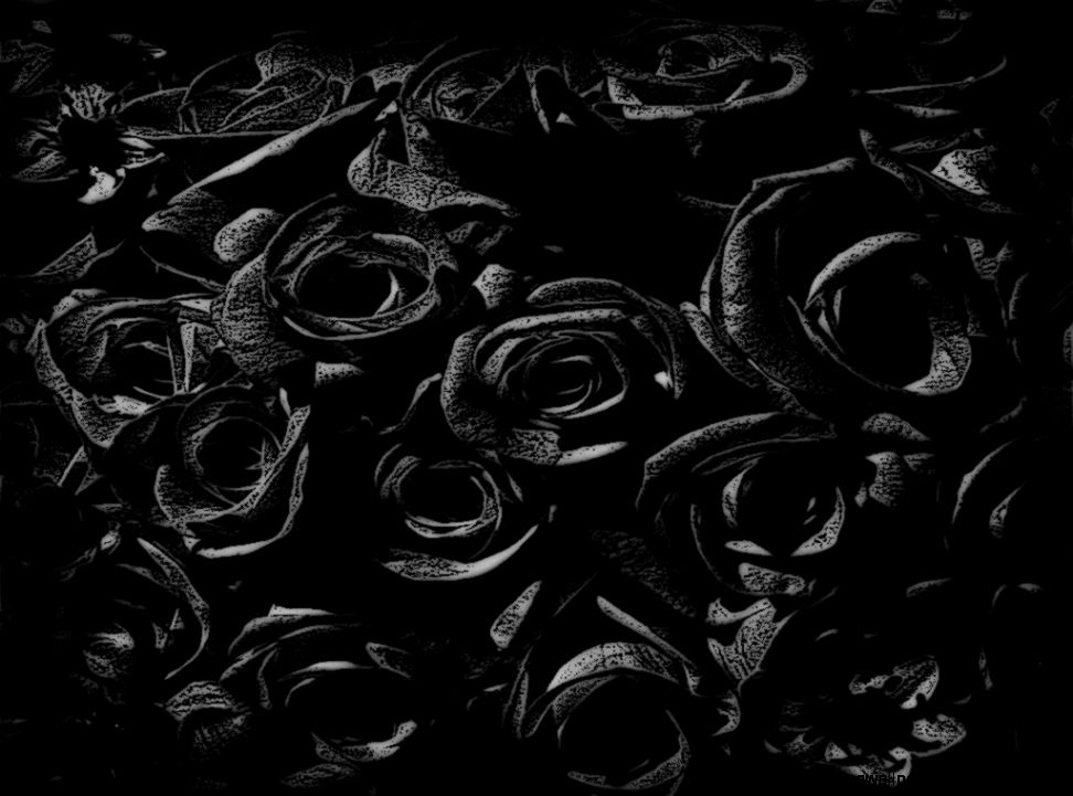 Black Rose Wallpapers Wallpaper Cave Black Rose Wallpapers Wallpaper Cave