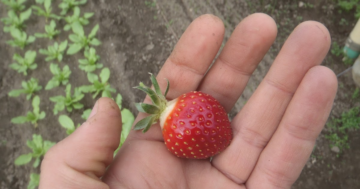 Have You Ever Picked A Carrot? Growing Strawberries, fruits and