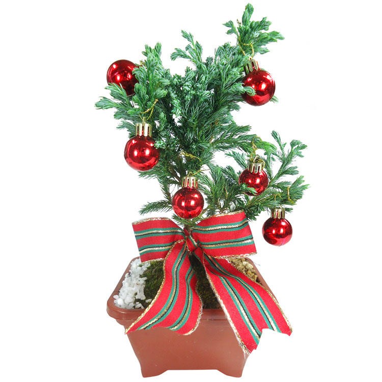 Bonsai de Natal MbFlores