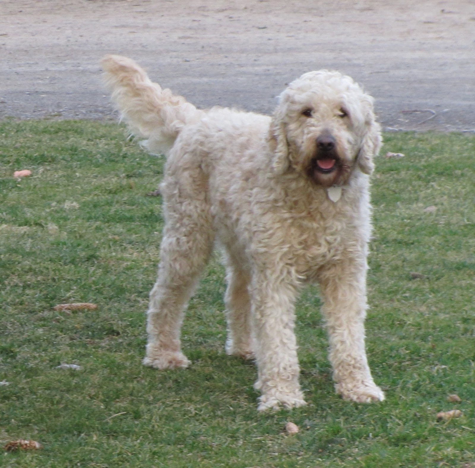 Family Tree Doodles About The English Golden Doodle