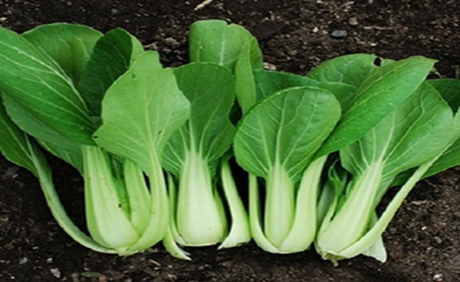 All Categories museusaload