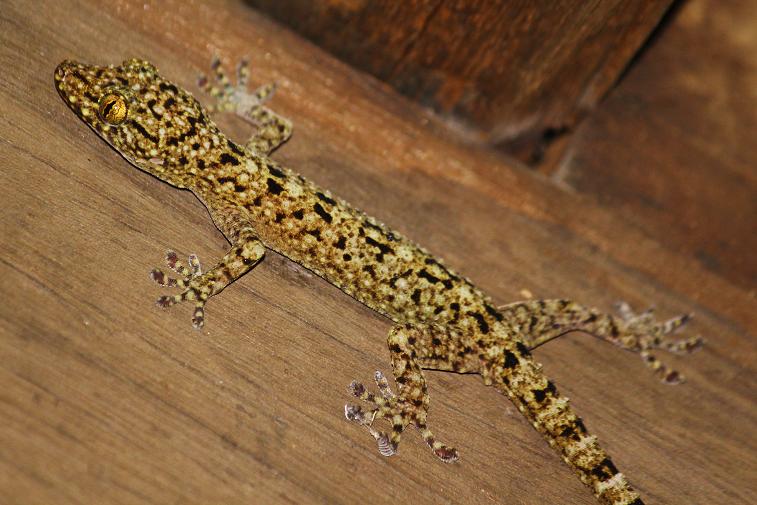 Yellow Spotted Gecko
