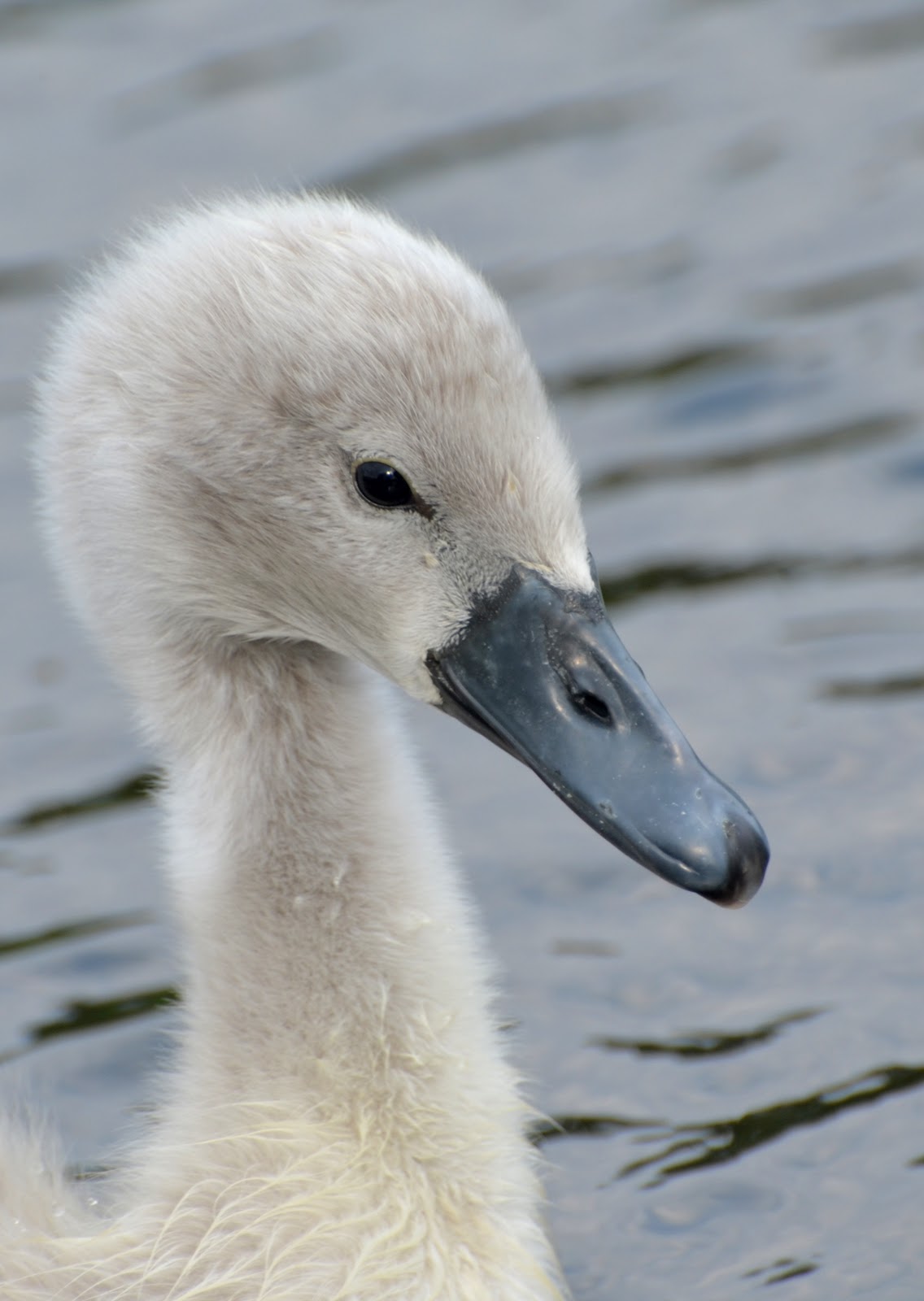 The Early Birder Mute Swan
