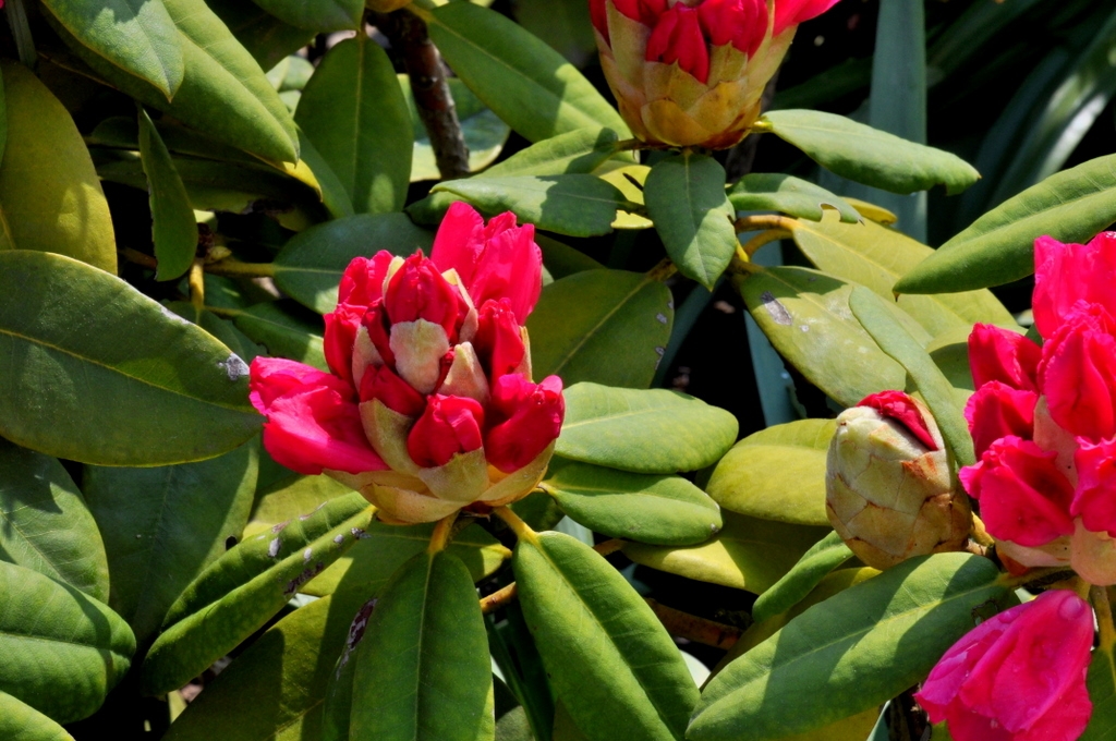 Roses Du Jardin Cheneland Spiraea Japonica Shirobana