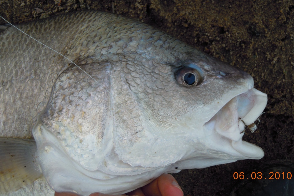 FishnDave August 2011