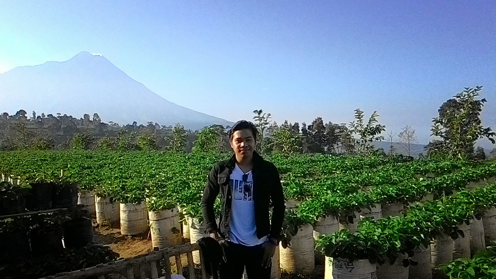 Kebun Stroberi Magelang