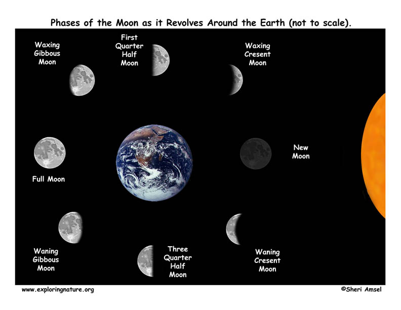 The Educated Preschooler: The Moon