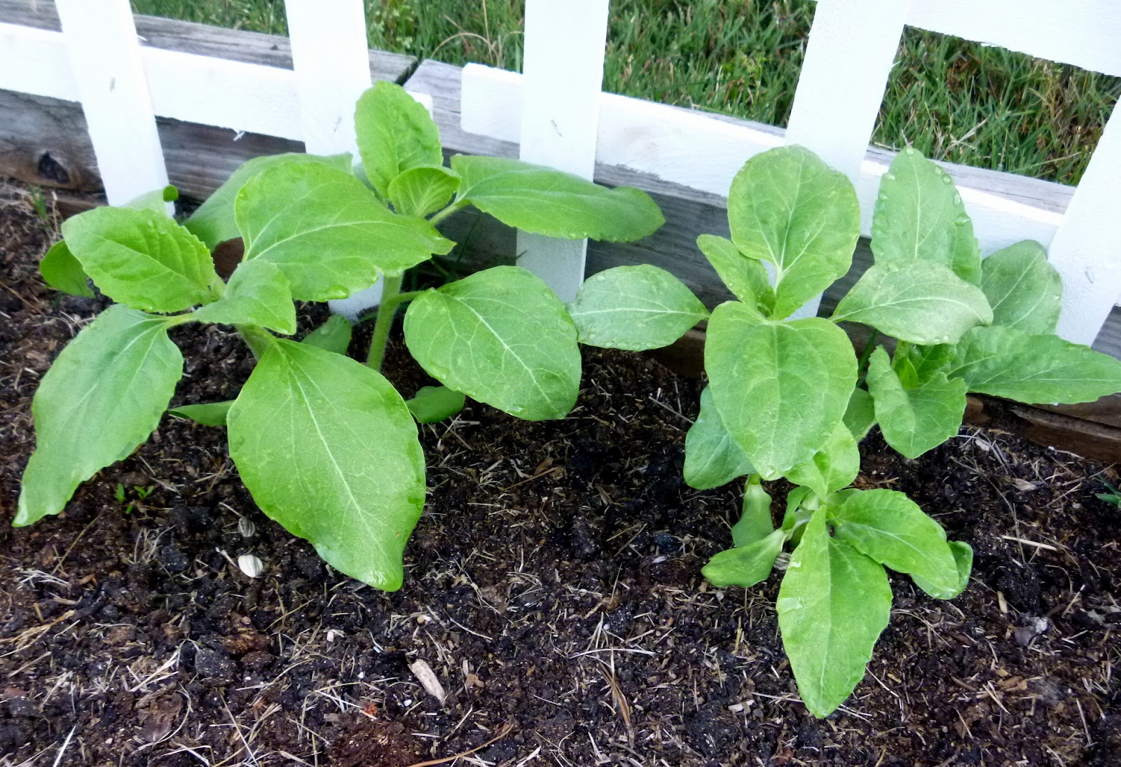 How to Plant Sunflower Seeds in Eggshell Cups Fresh Eggs Daily®
