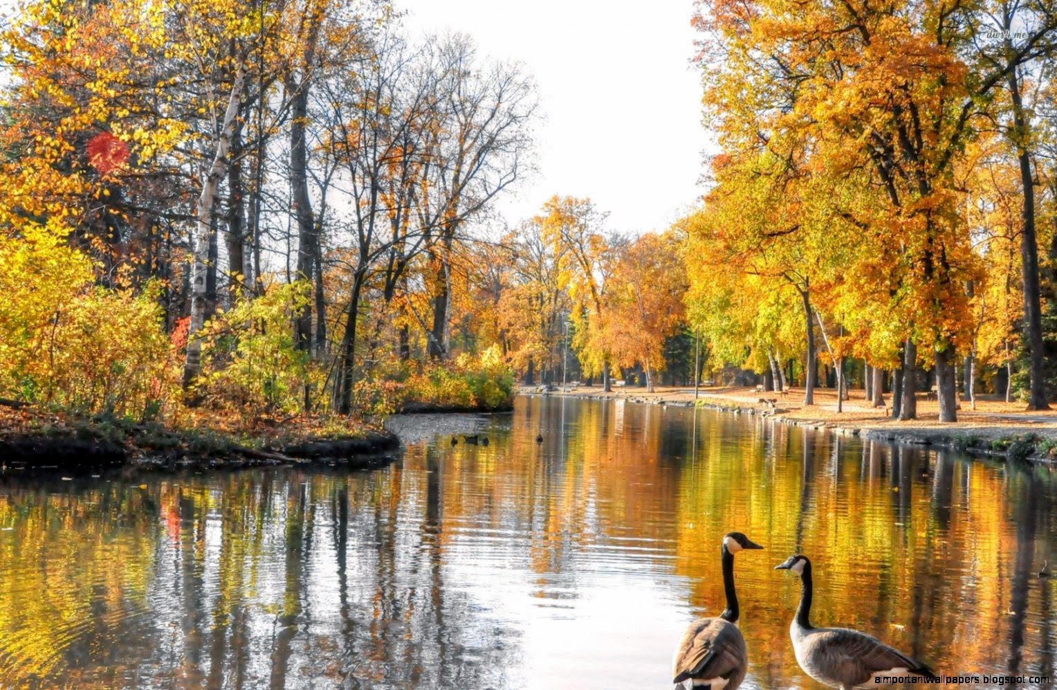 Geese at the autumn lake wallpaper Nature wallpapers 38226 Geese at the autumn lake wallpaper Nature wallpapers 38226