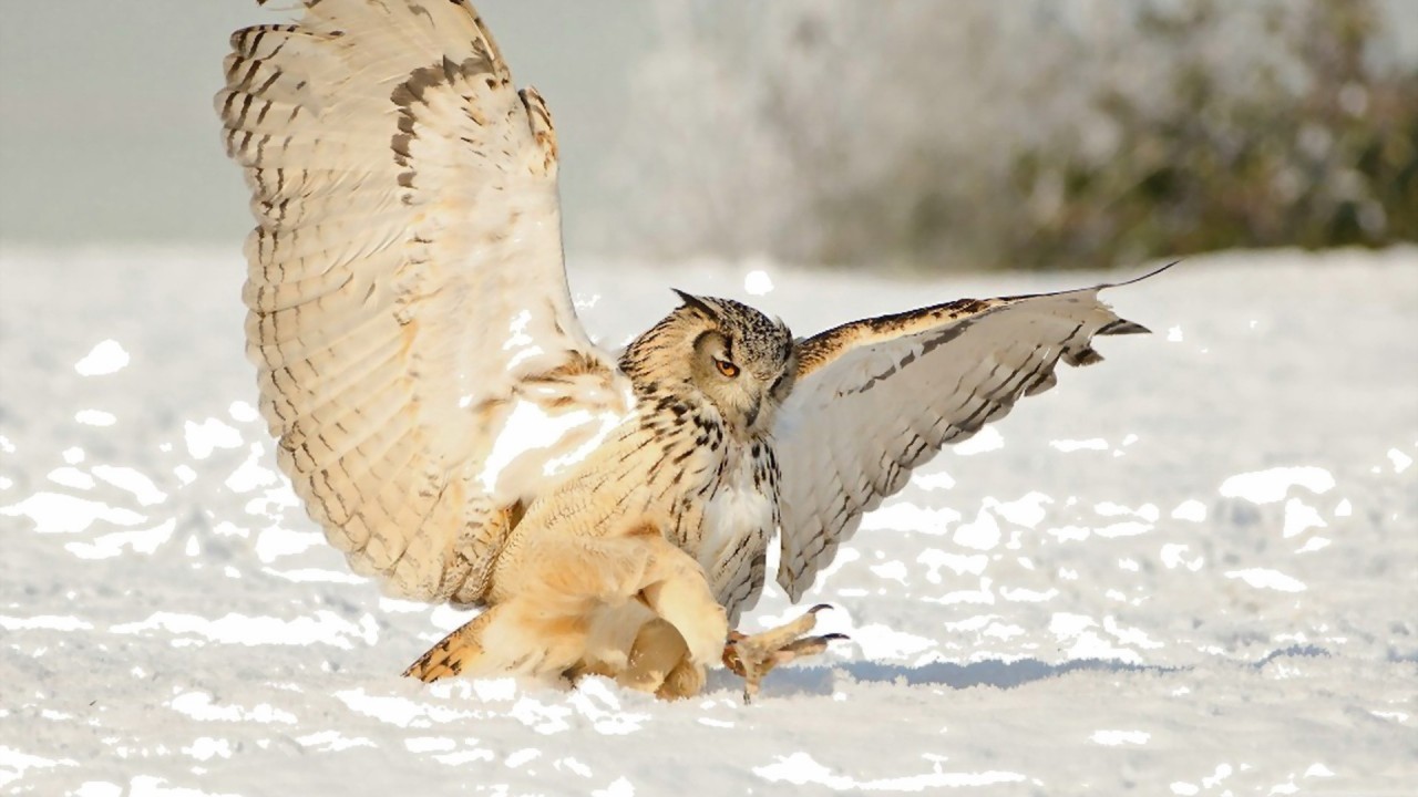 owl snow swing predator diferent photos owl snow swing predator diferent photos