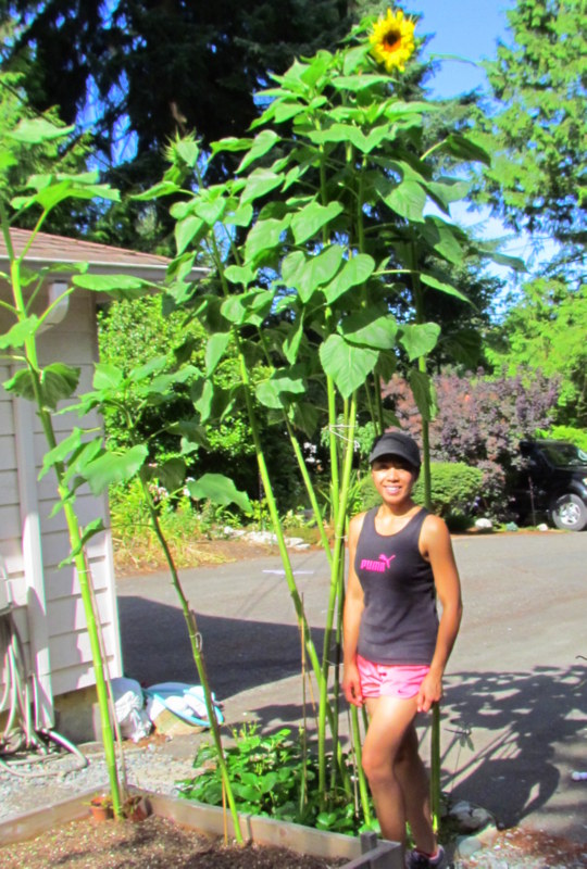 Learn To Grow Our Mammoth Sunflowers!...Almost 11 feet tall!