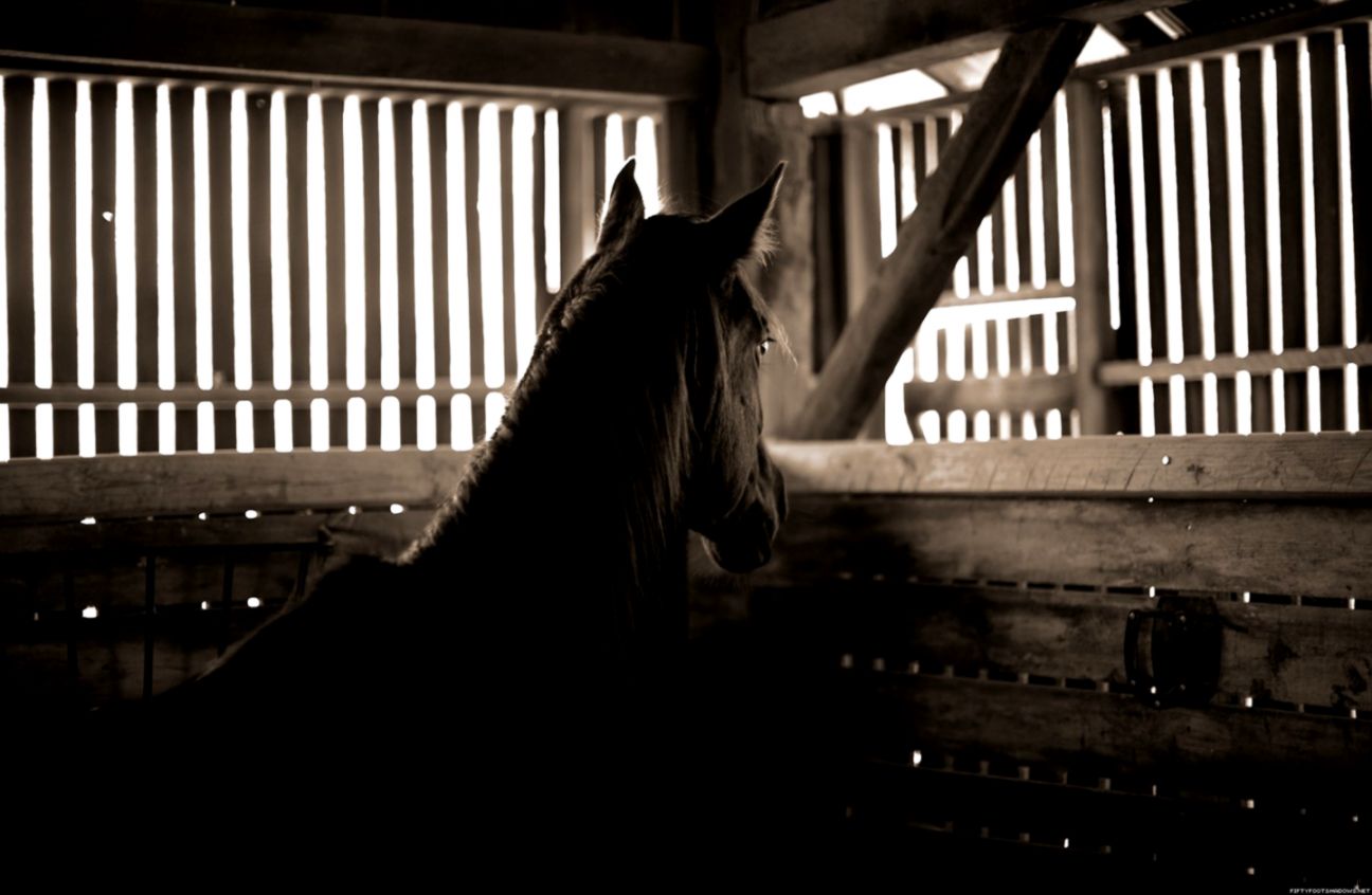 Stable horse 31521 Horse Photo Animal Stable horse 31521 Horse Photo Animal