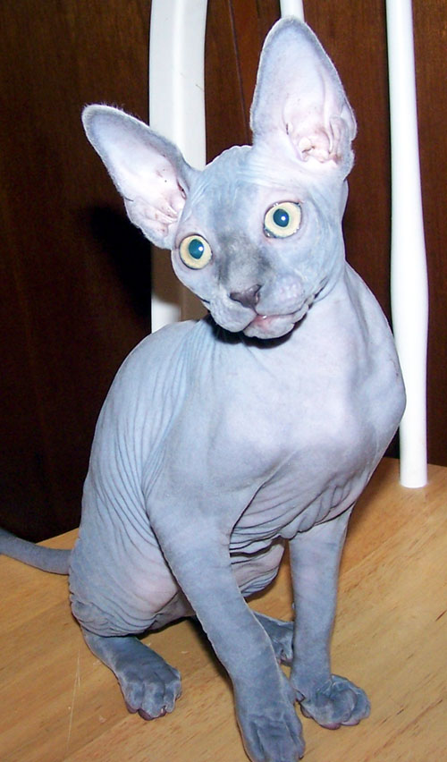Sphynx Kittens for adoption. Male and Female