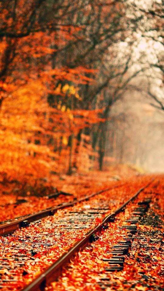   Abandoned Railroad Tracks In Autumn   Android Best Wallpaper