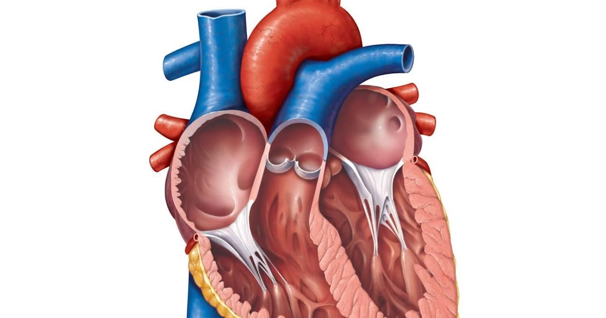 Hello Kitty's Writing: Sistem Peredaran Darah