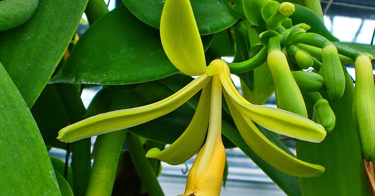 Budidaya Tanaman Vanili Vanilla Planifolia Andrews Ruang Pertanian