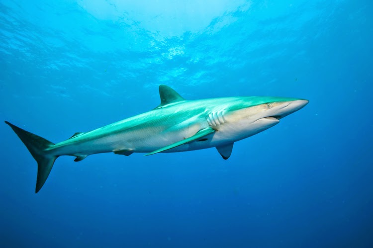 Silky Shark (Carcharhinus Falciformis)