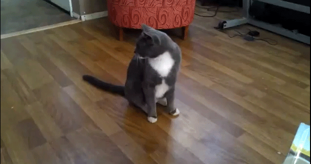 http://3.bp.blogspot.com/-eQCnzXW4H6A/UIaPadfk_6I/AAAAAAAAZVc/EEFvzpkwZmI/s1600/001-funny-animal-gifs-dog-giving-cat-a-drive-by-smooching.gif
