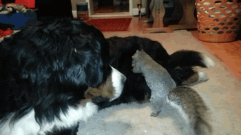 Funny animal gifs - part 85 (10 gifs), squirrel hides nut in dog's fur