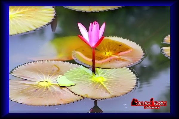 Bangladeshi Tourist Spot: National Flower Of Bangladesh
